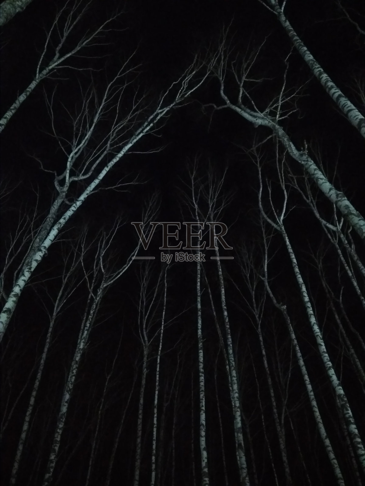 白色的树干在黑色背景的夜空中屹立照片摄影图片