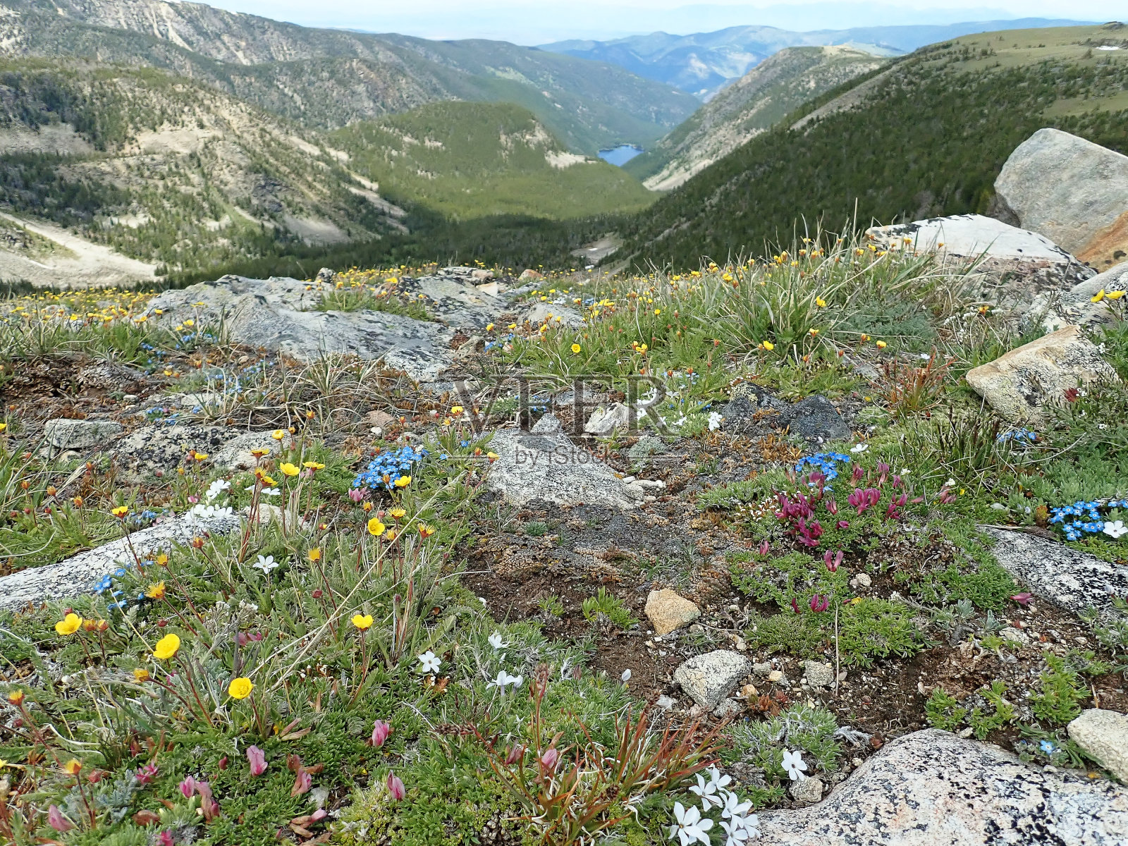 野花照片摄影图片