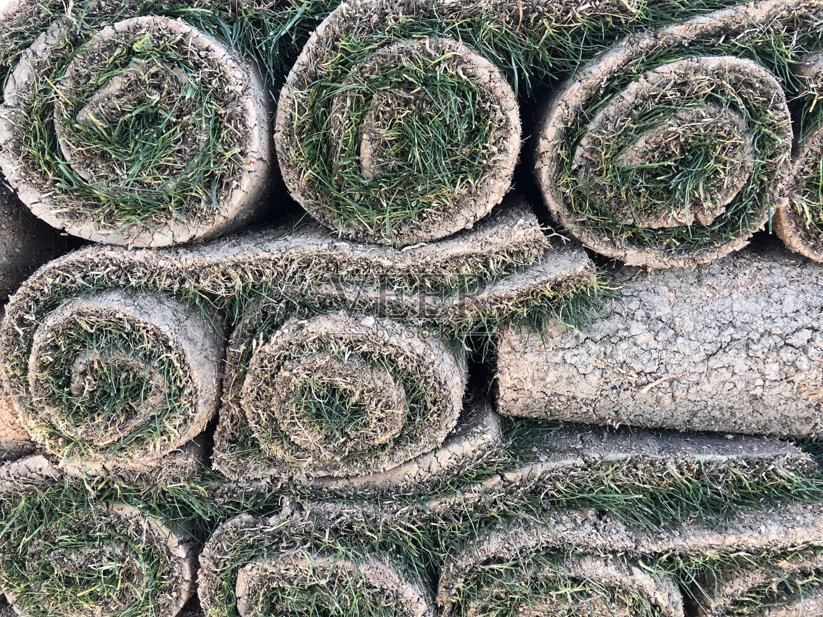 一卷草皮照片摄影图片