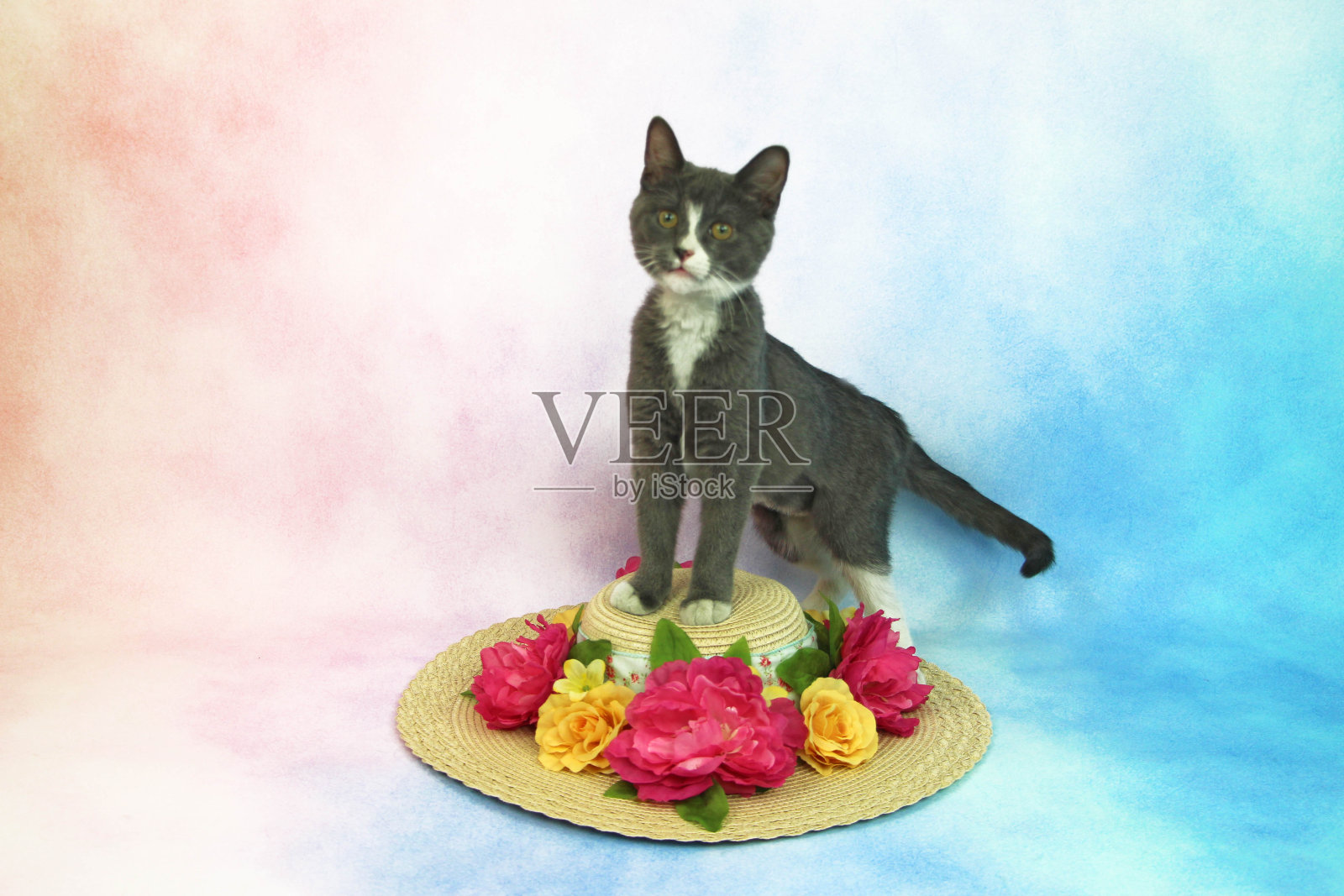 灰白相间的小花猫照片摄影图片