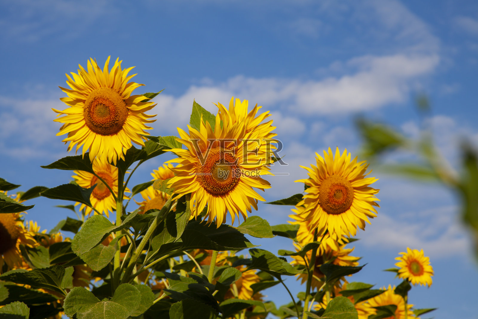 大朵盛开的向日葵映衬着蓝天白云照片摄影图片