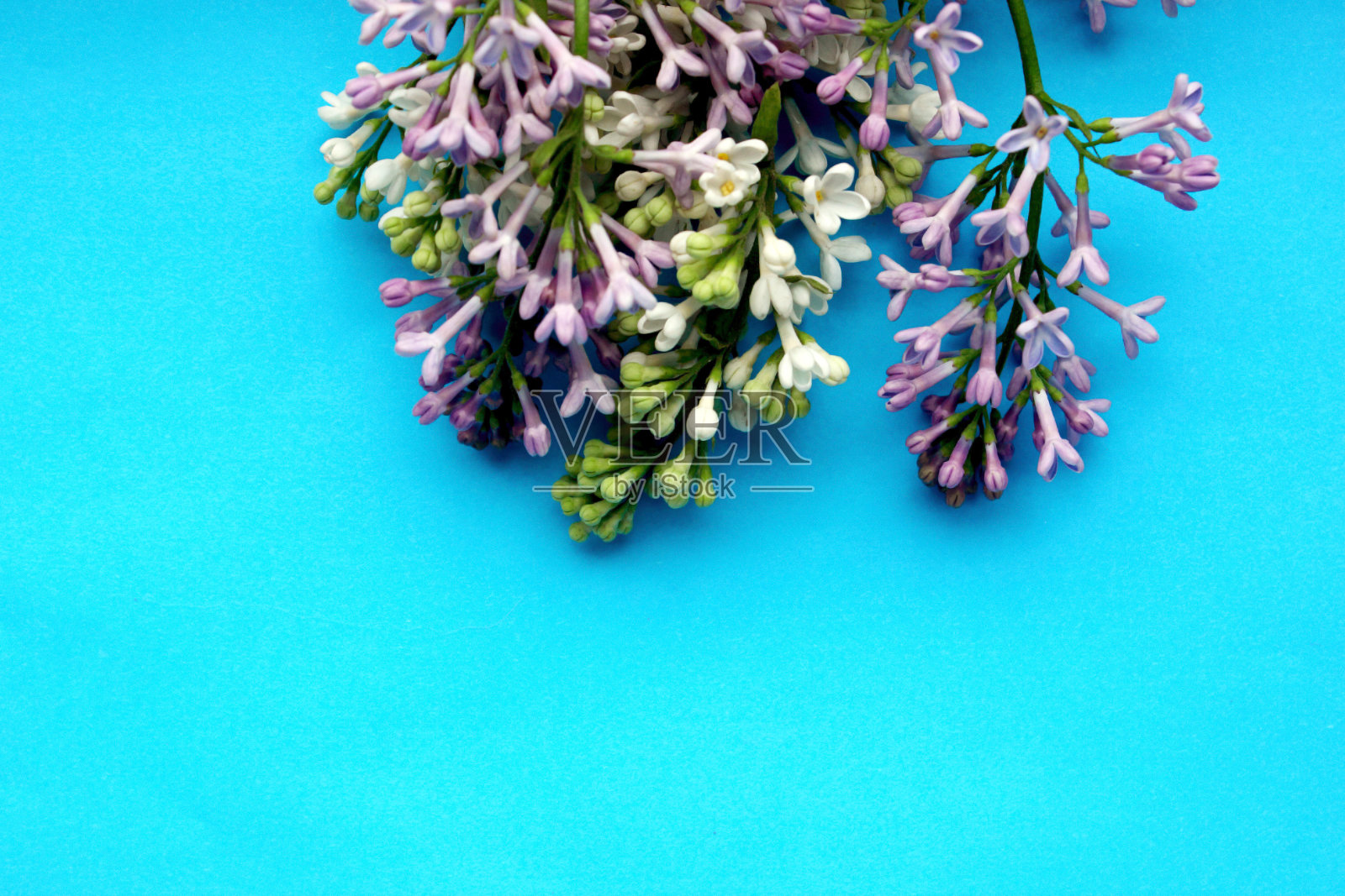 淡紫色。蓝色背景下的丁香枝。从上面看丁香盛开的景色。春天，植物和植物学来了。丁香位于顶部。断然。为文本复制空间。照片摄影图片
