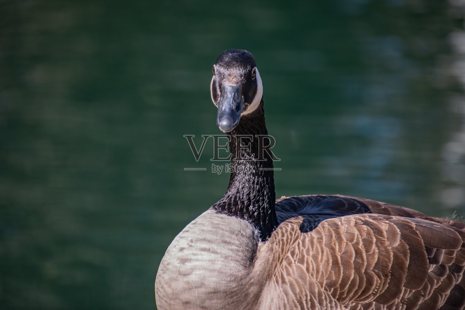 在洛杉矶肯尼斯·哈恩州立公园，鸭子们在嬉戏照片摄影图片