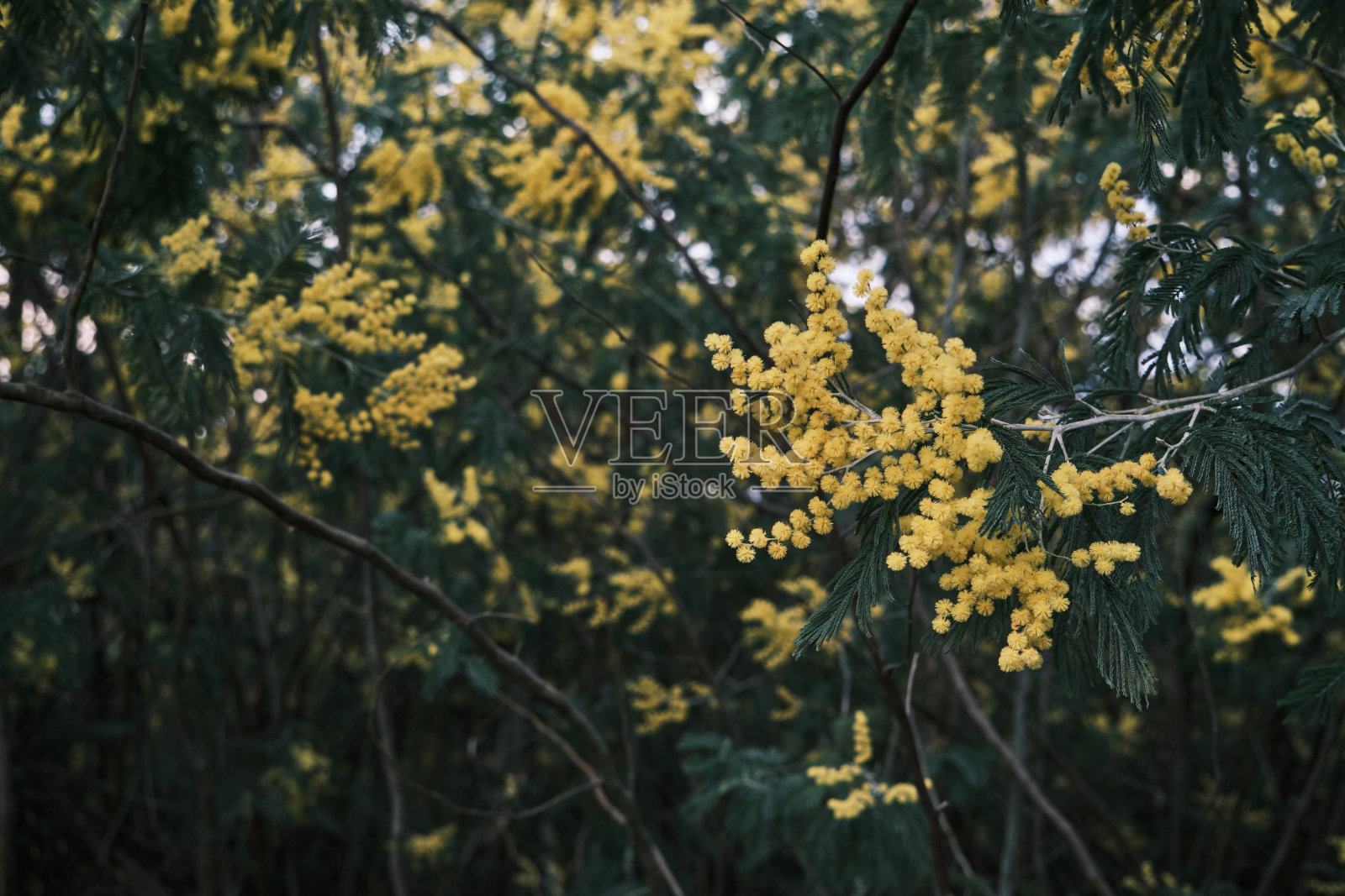 银荆黄花照片摄影图片