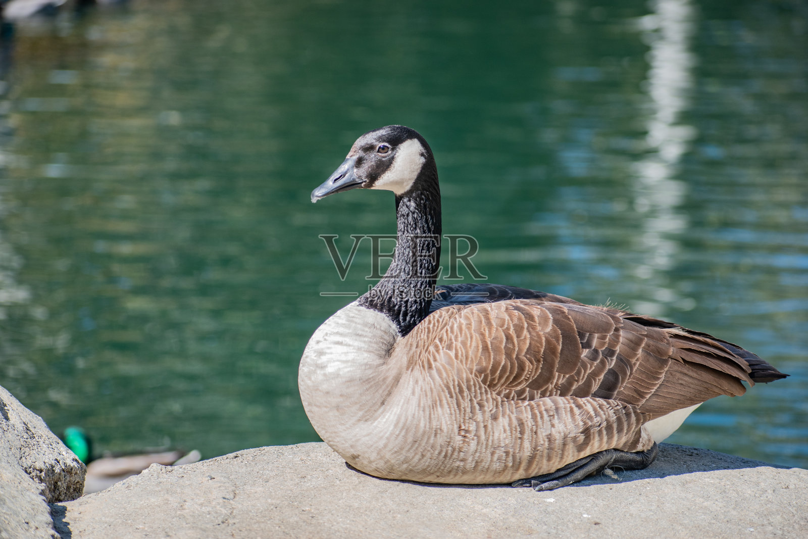 在洛杉矶肯尼斯·哈恩州立公园，鸭子们在嬉戏照片摄影图片
