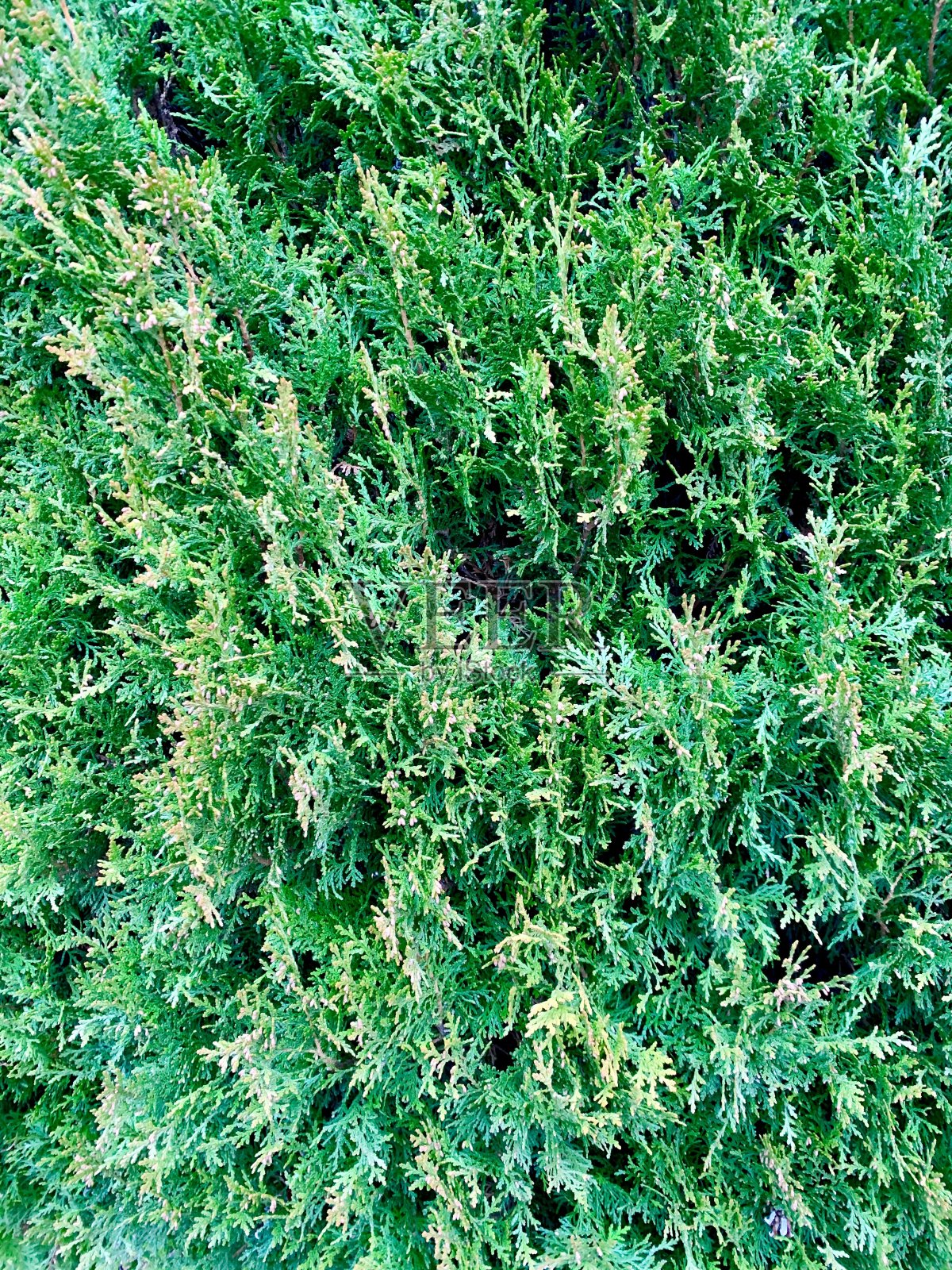 金钟柏绿色的树叶照片摄影图片