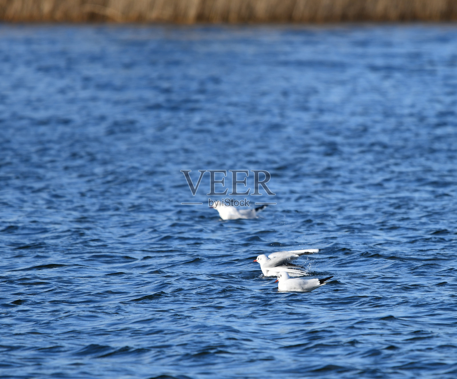 晴空下，远处的湖面上，一只黑头鸥展翅飞翔照片摄影图片