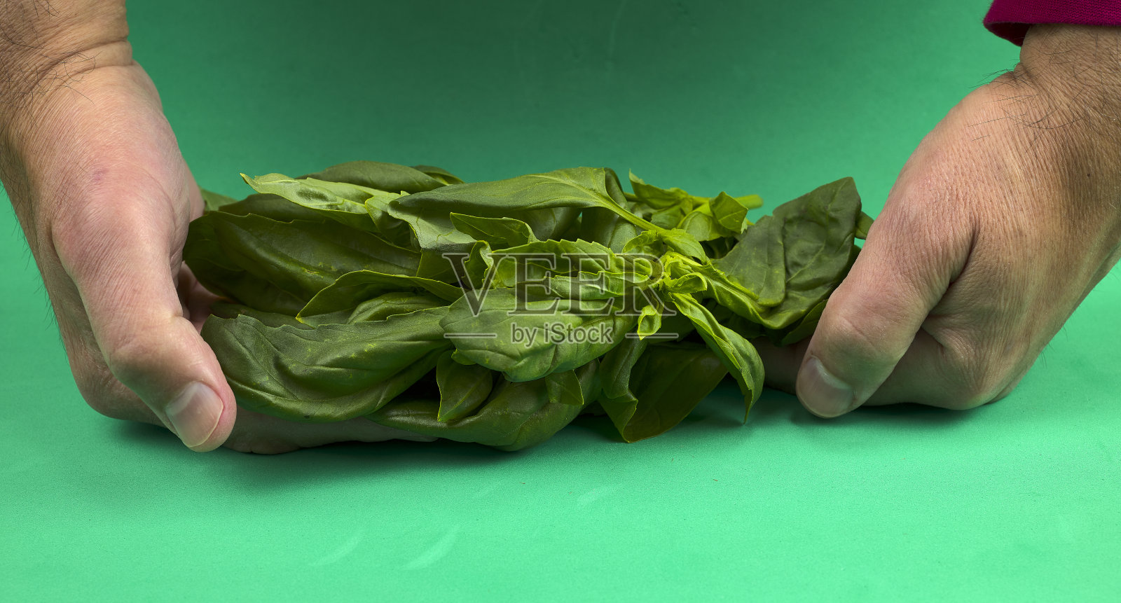 罗勒的香味，意大利食物中常用的芳香植物照片摄影图片