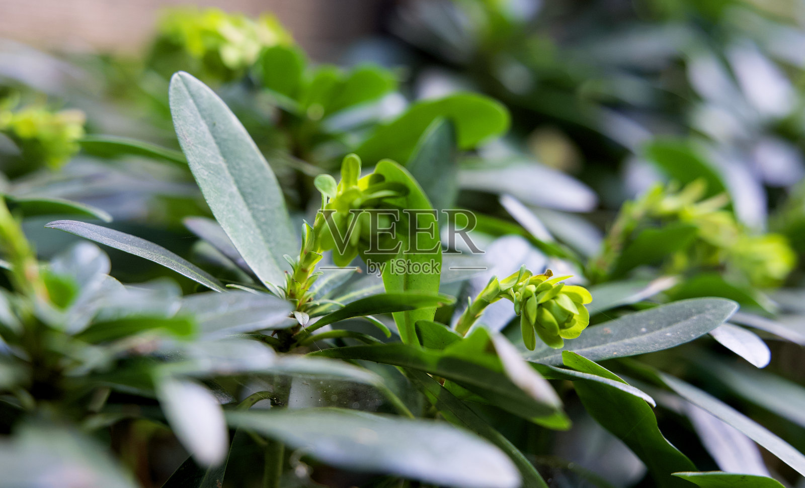 一个垂直的绿色花园的特写照片摄影图片