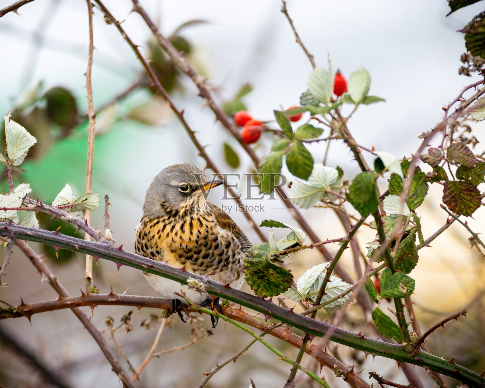 鸟栖息照片摄影图片