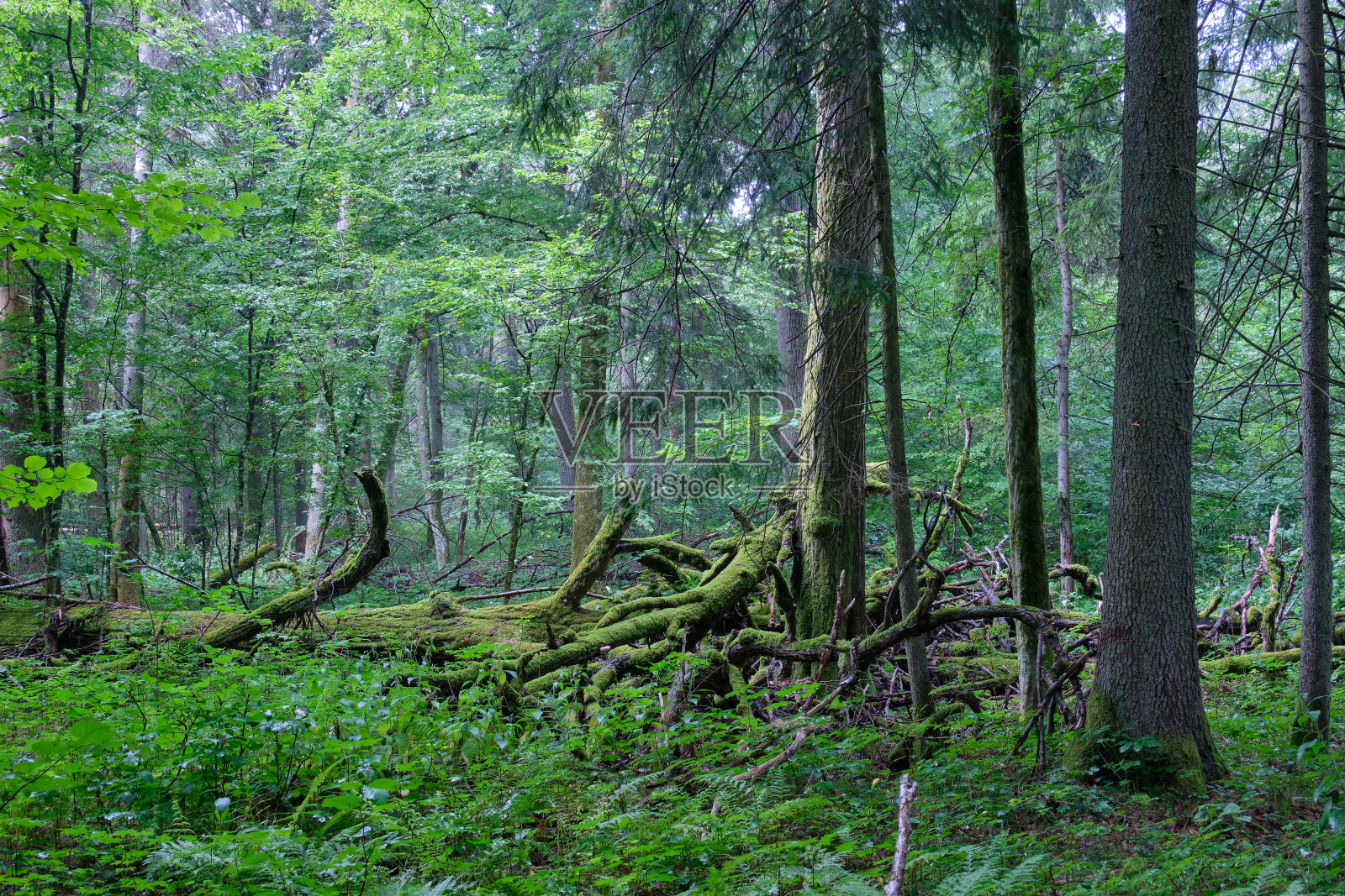 橡树折断了树枝躺着照片摄影图片