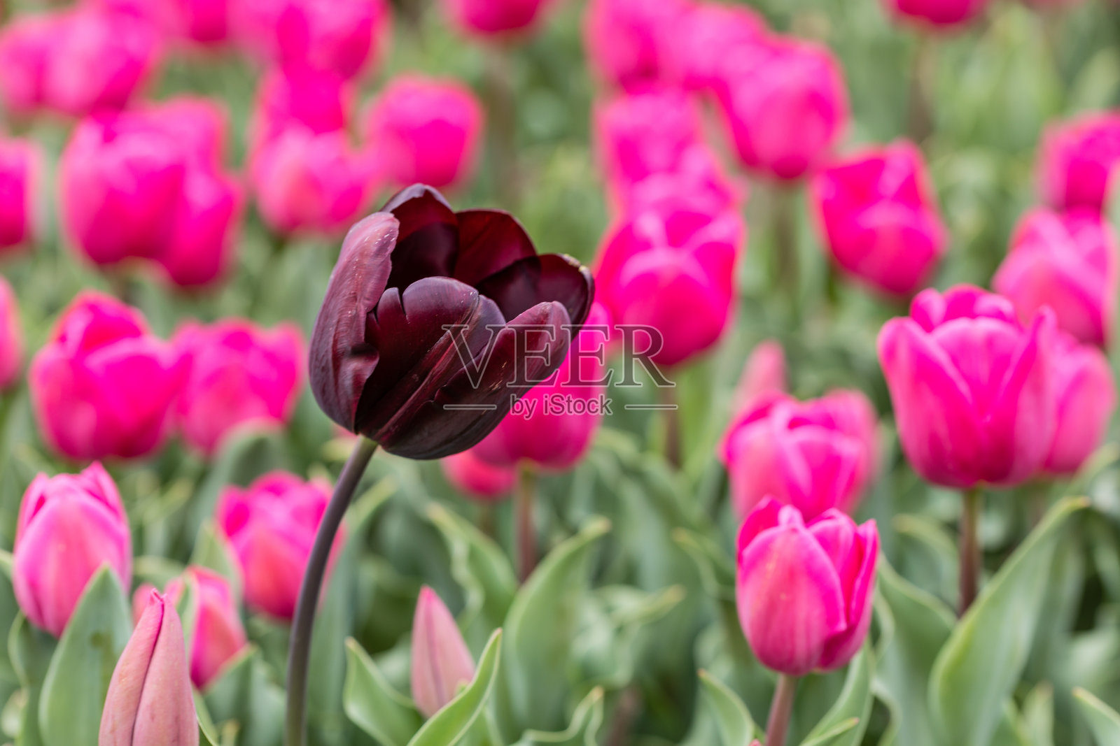 马德里公园里盛开的郁金香照片摄影图片