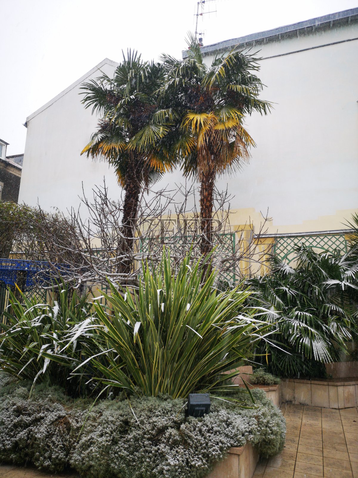 花园照片摄影图片