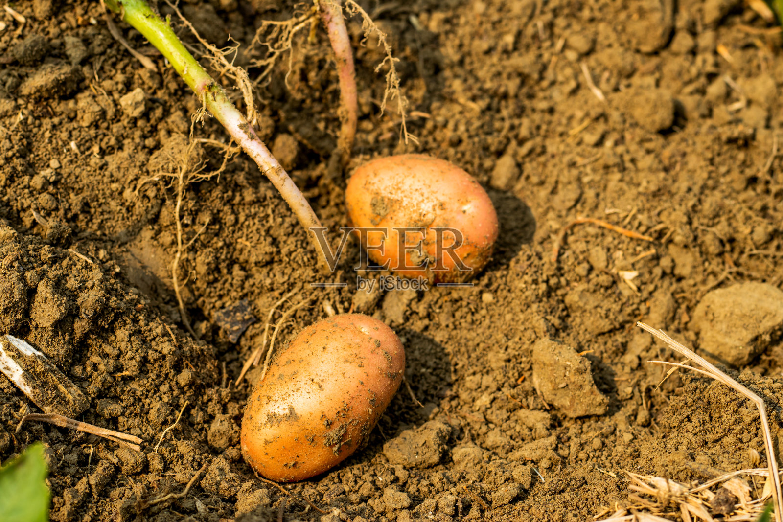 绿色的樱桃番茄果实和生土豆果实在土壤里照片摄影图片