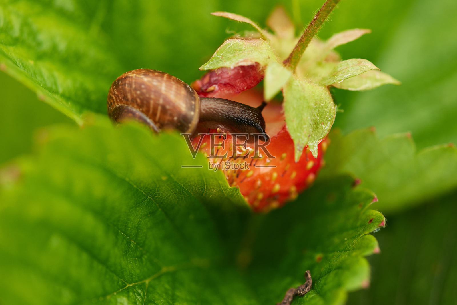 一个葡萄蜗牛吞食草莓的景象，一个大的成熟的鲜红的草莓爬上并破坏了收获，一个明亮的彩色照片与选择的景深，照片摄影图片