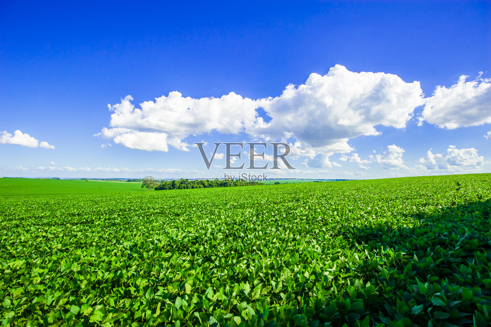 大豆种植、农业发展照片摄影图片