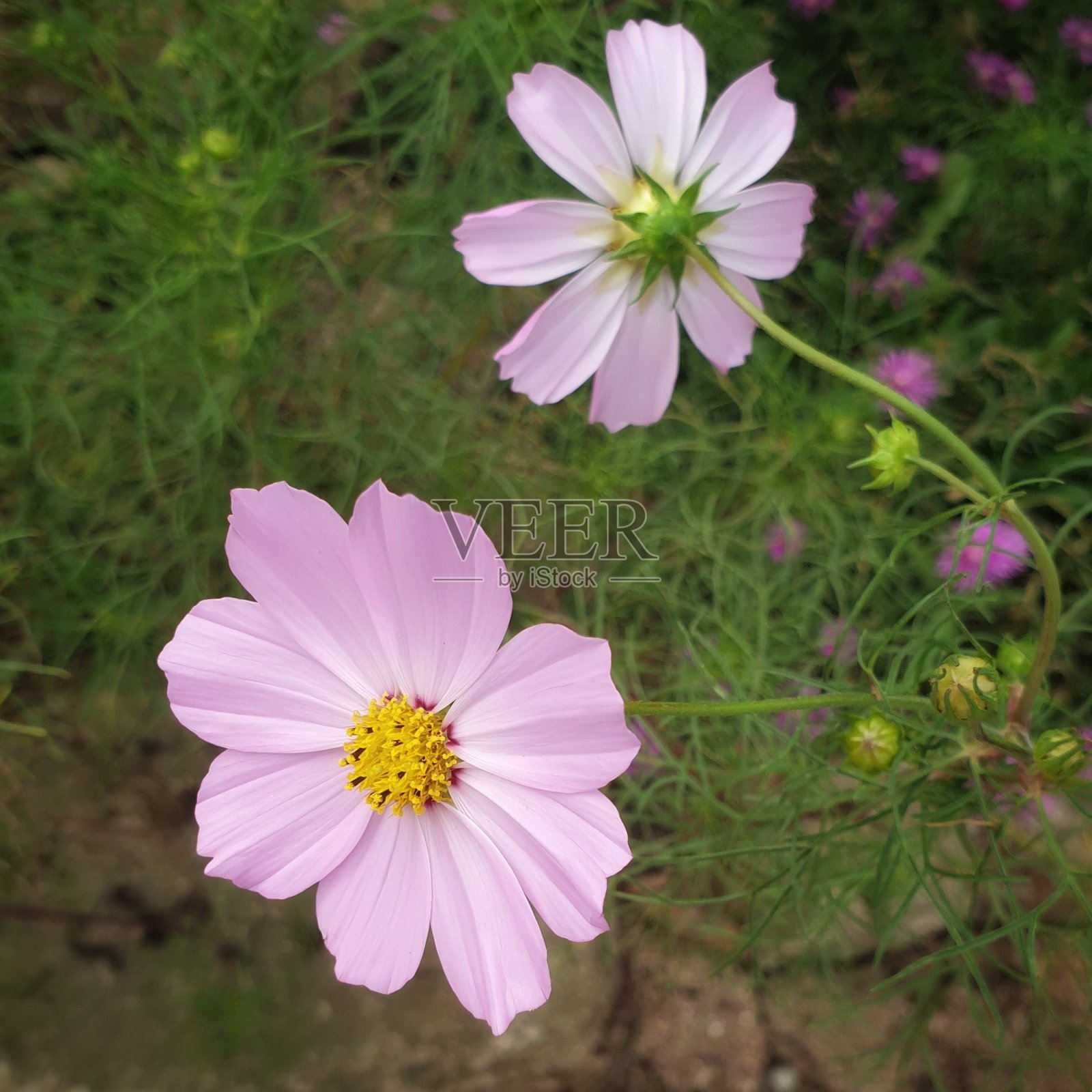 粉红色的宇宙花照片摄影图片