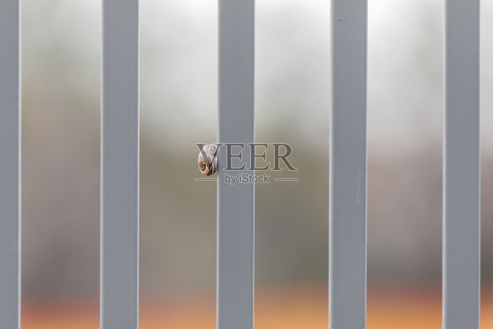 一只白色的蜗牛站在灰色的篱笆上照片摄影图片