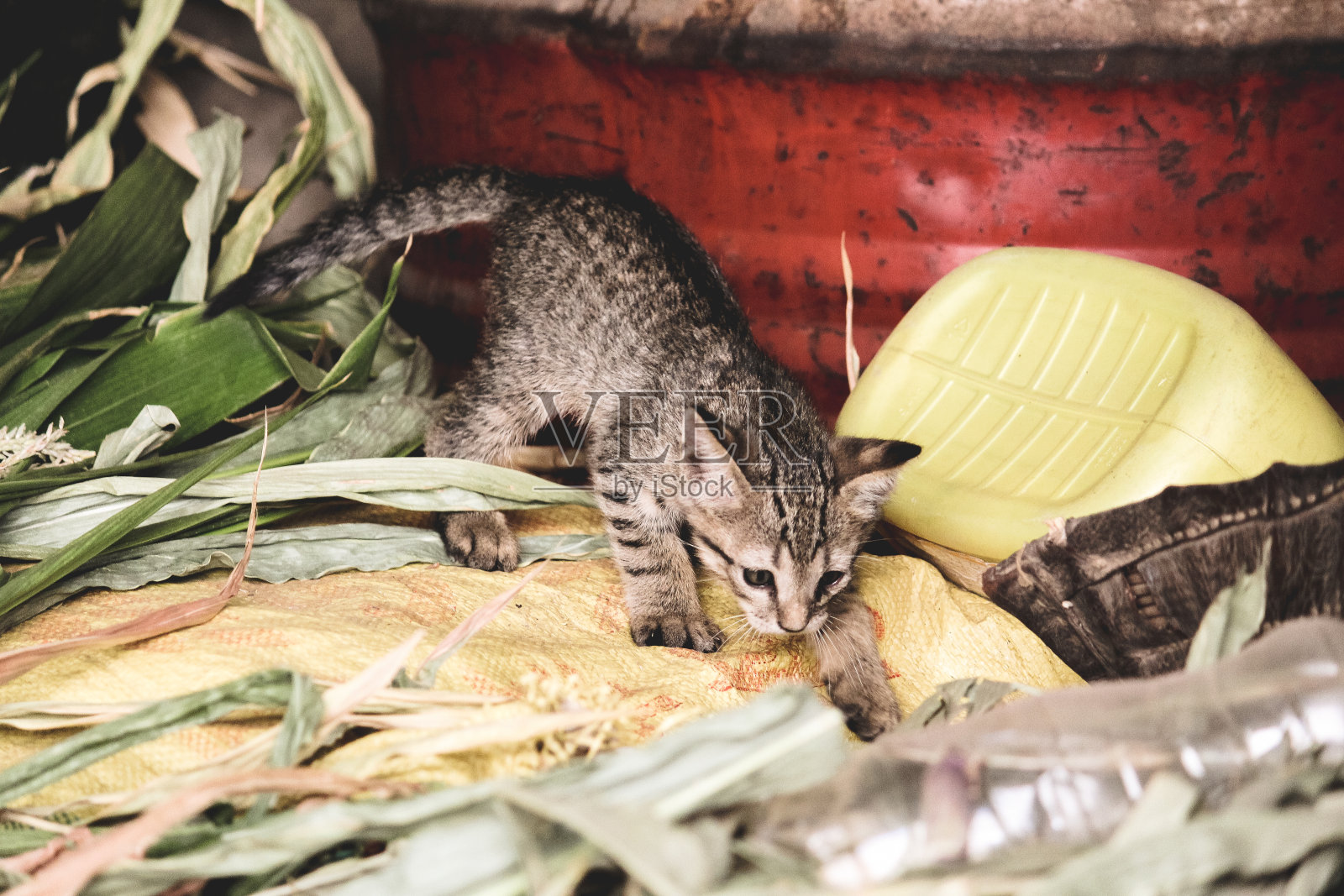 可爱的小猫的特写照片摄影图片