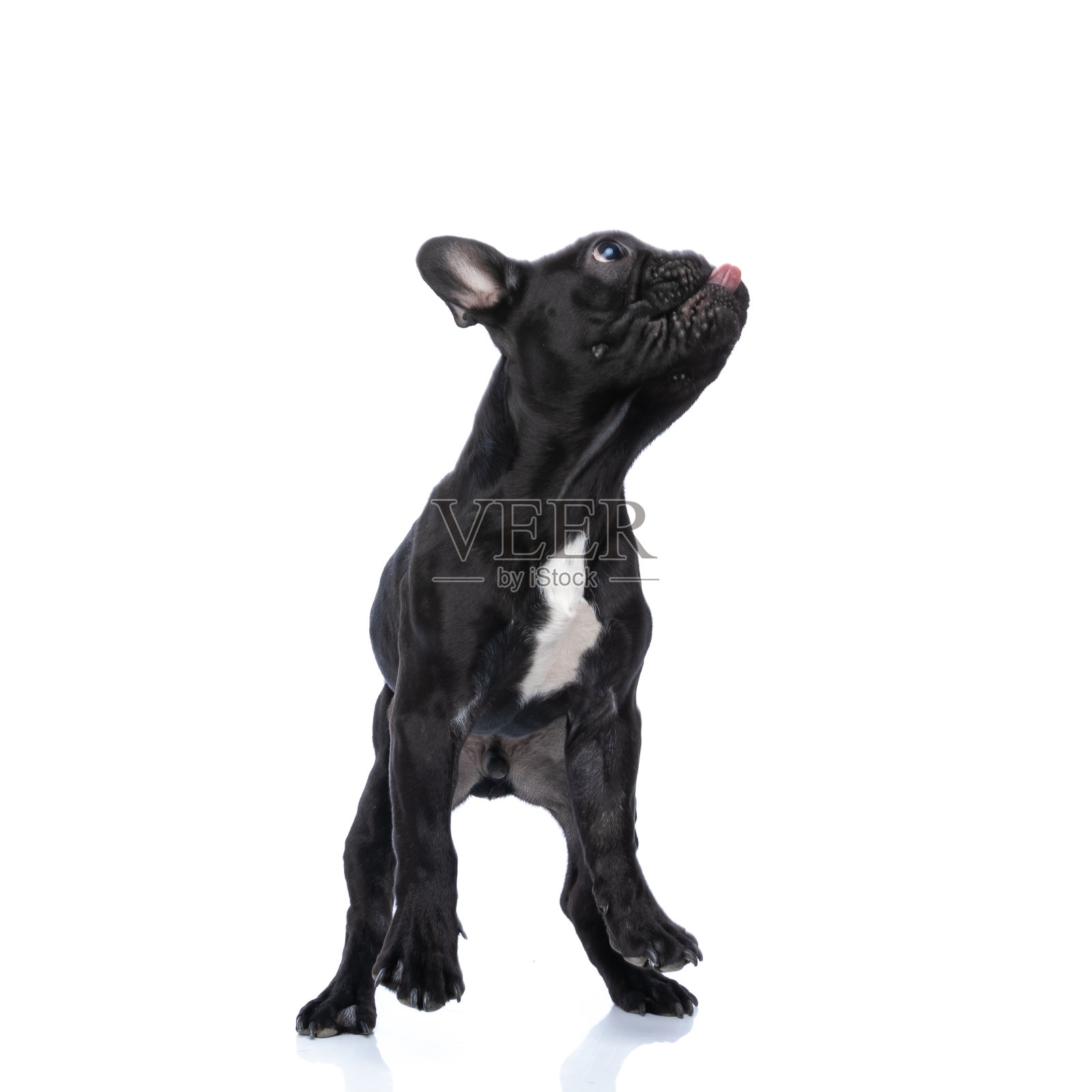 饥饿的法国小牛头犬抬起头，伸出舌头照片摄影图片