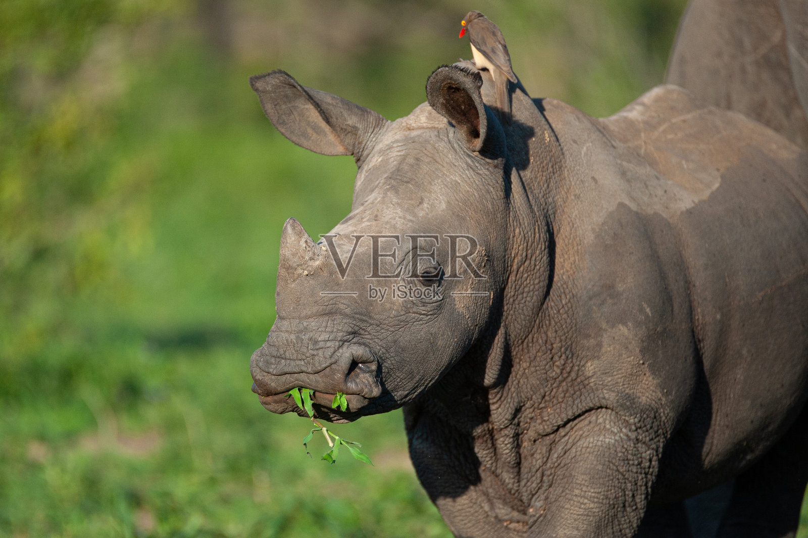 白犀牛小腿照片摄影图片