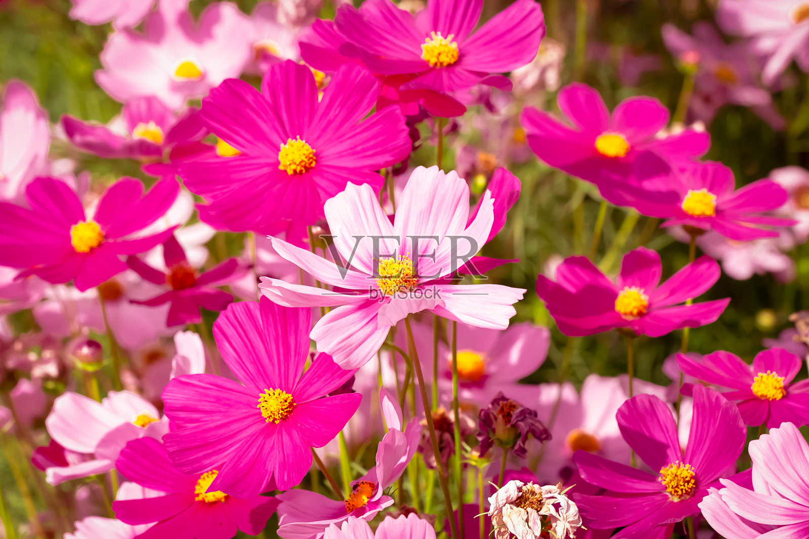 宇宙的花照片摄影图片