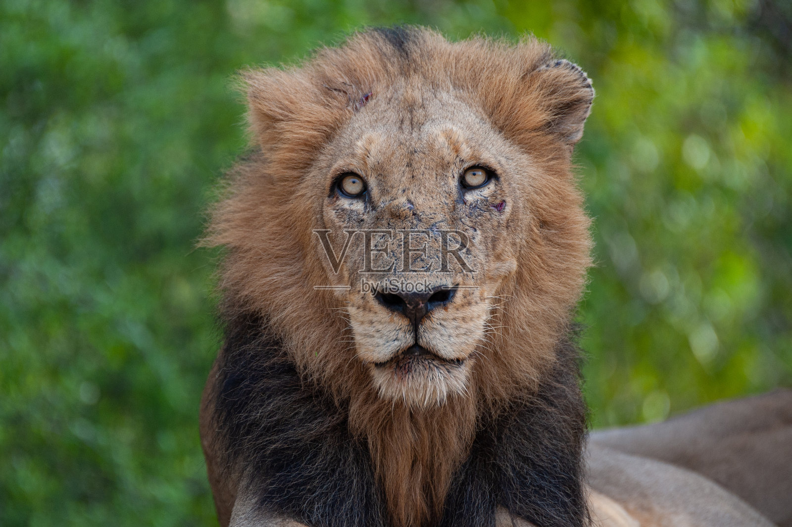 雄狮肖像照片摄影图片