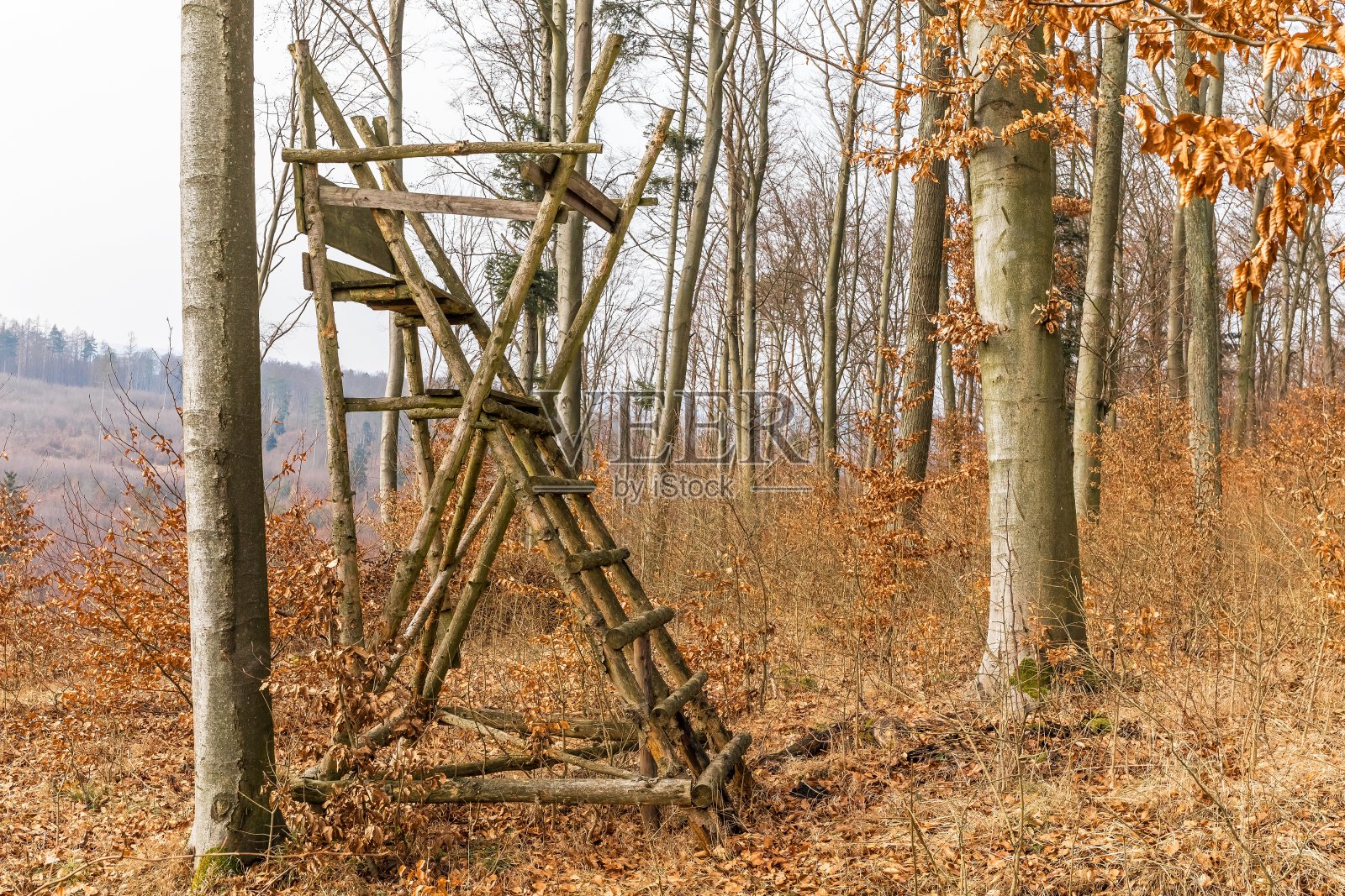山毛榉林中的狩猎塔。秋季狩猎。捷克共和国的狩猎季节。狩猎野猪。照片摄影图片