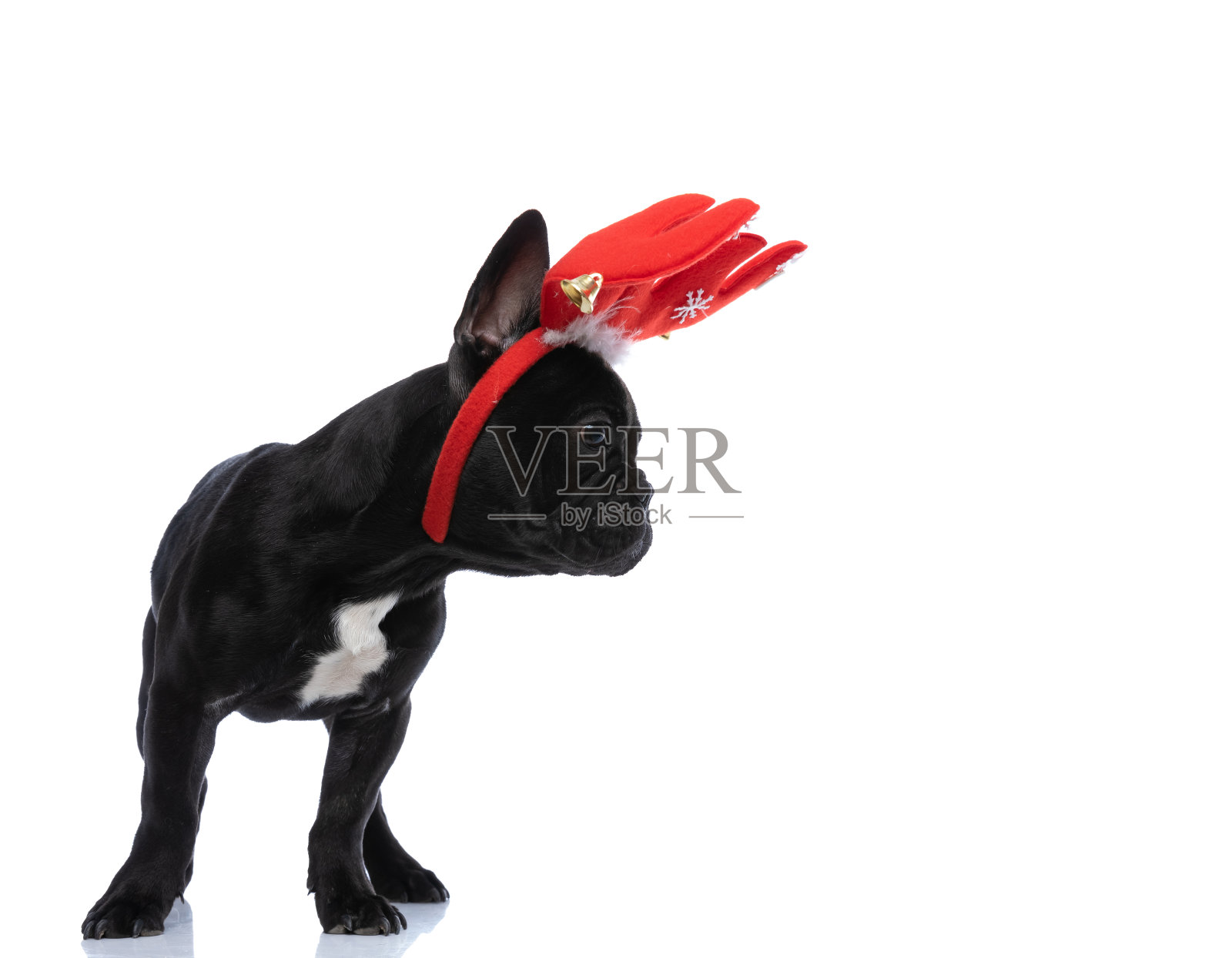 侧面的可爱的圣诞节法国斗牛犬小狗看向一边照片摄影图片