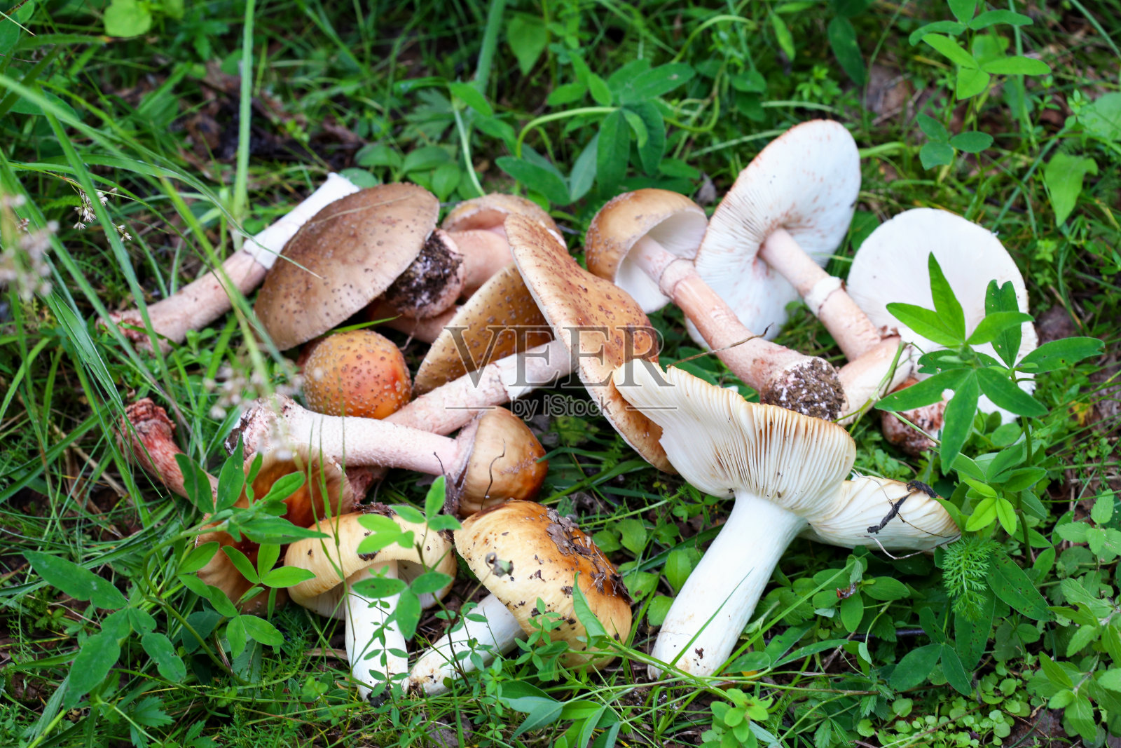 绿色草地上有毒的蘑菇特写照片摄影图片