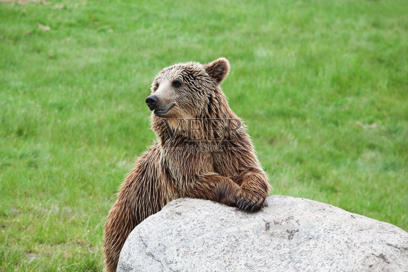 大自然中的棕熊照片摄影图片