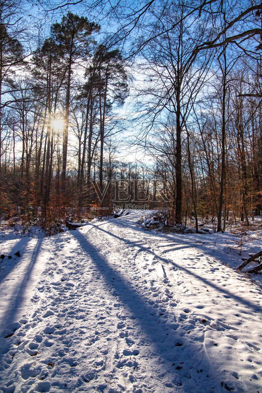 雪地里的森林小路照片摄影图片