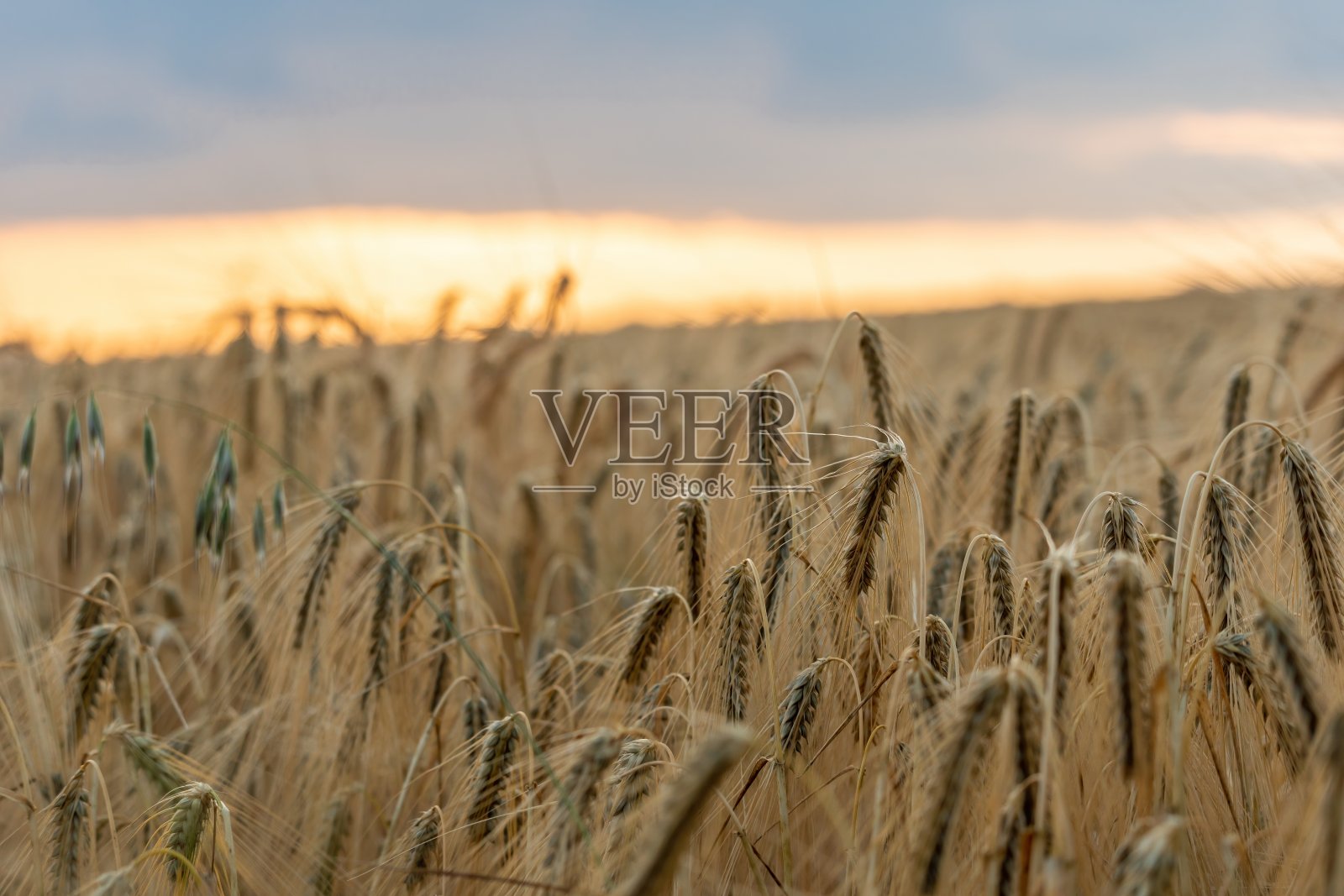 农村绿油油的麦田，近距离看。在阳光明媚的春日，麦田在风中飘扬。幼和绿色的小穗。大麦的穗子。农业、工业和食品生产照片摄影图片