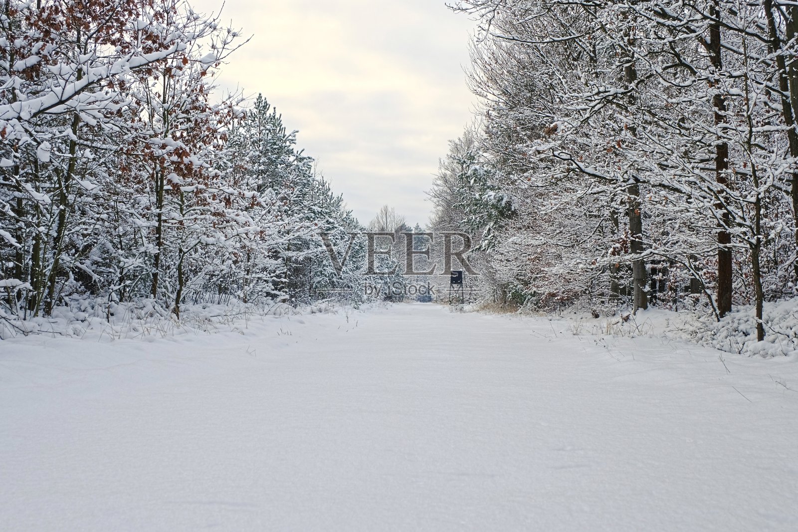 森林里的一月。森林里的冬天。冬天的路被雪覆盖着。照片摄影图片
