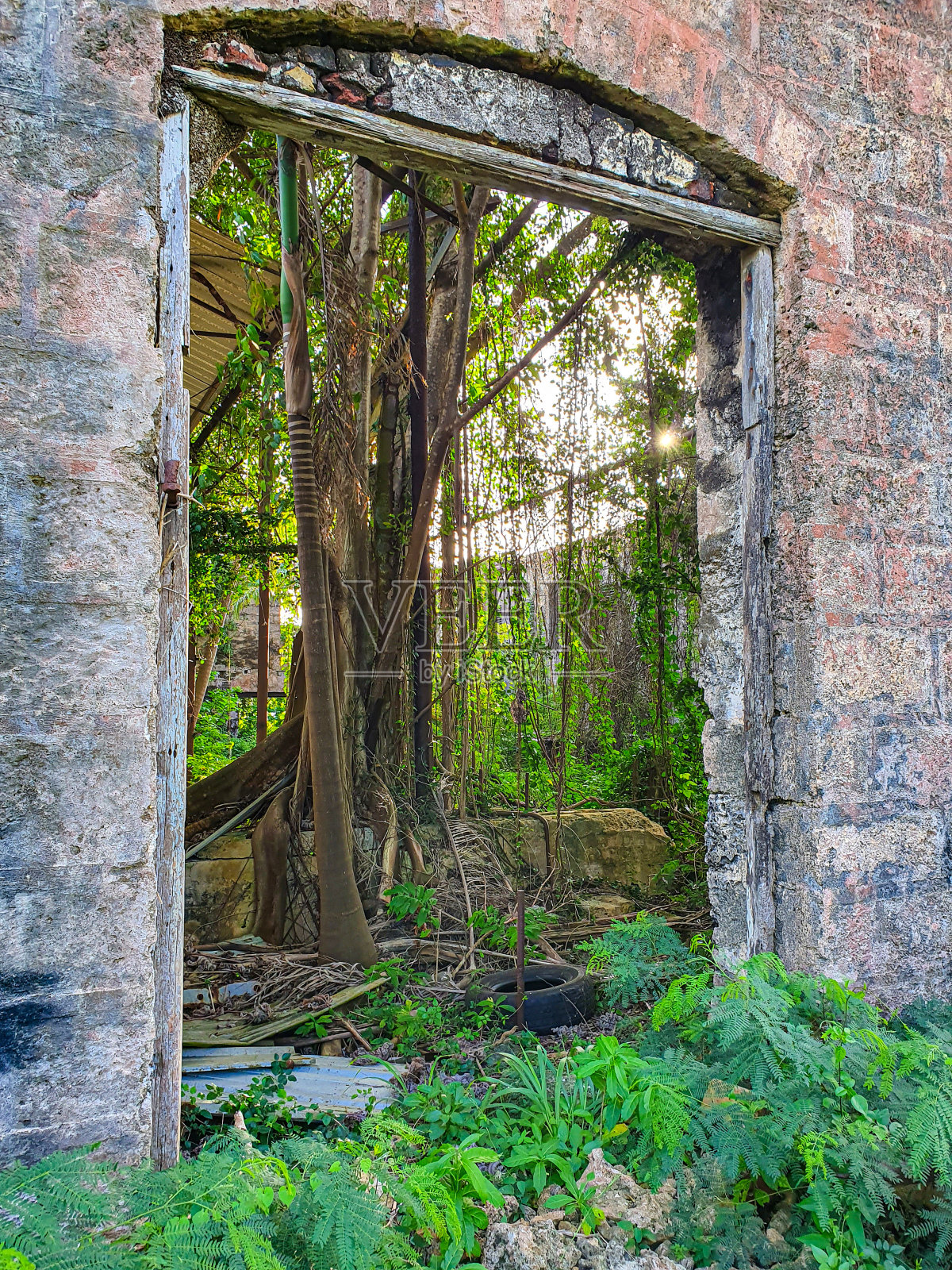 “关闭窗口”提供了一个废弃工厂郁郁葱葱的绿色内部景观照片摄影图片