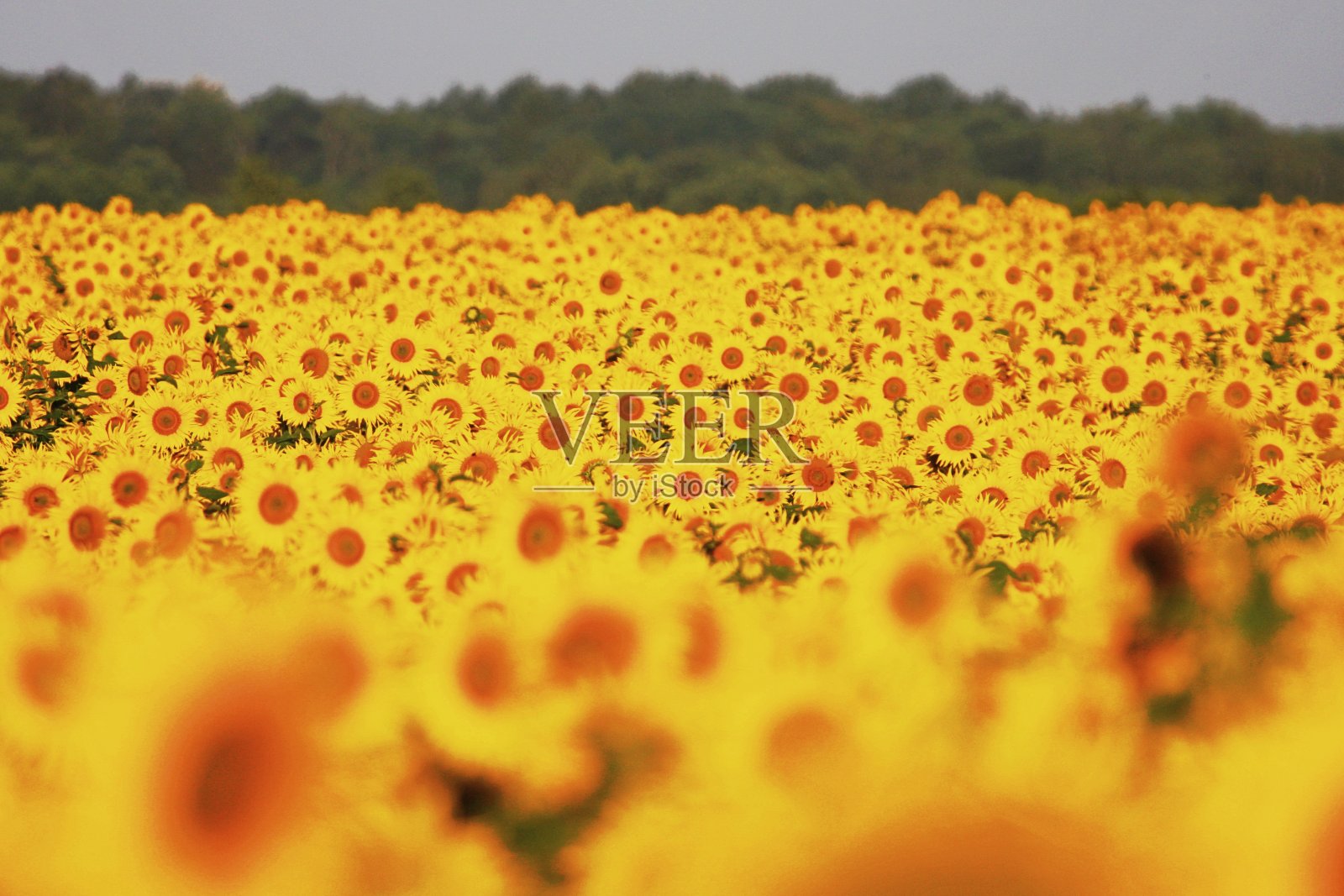 向日葵照片摄影图片