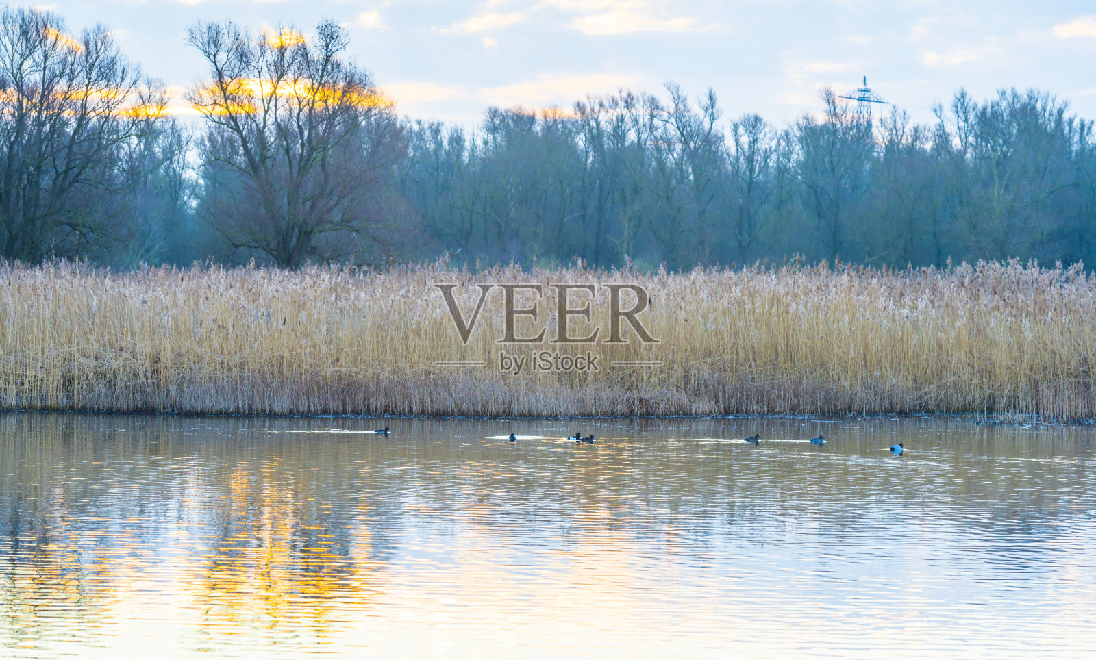 冬季日出时，在阳光照射下的湿地中，沿着湖边的芦苇照片摄影图片