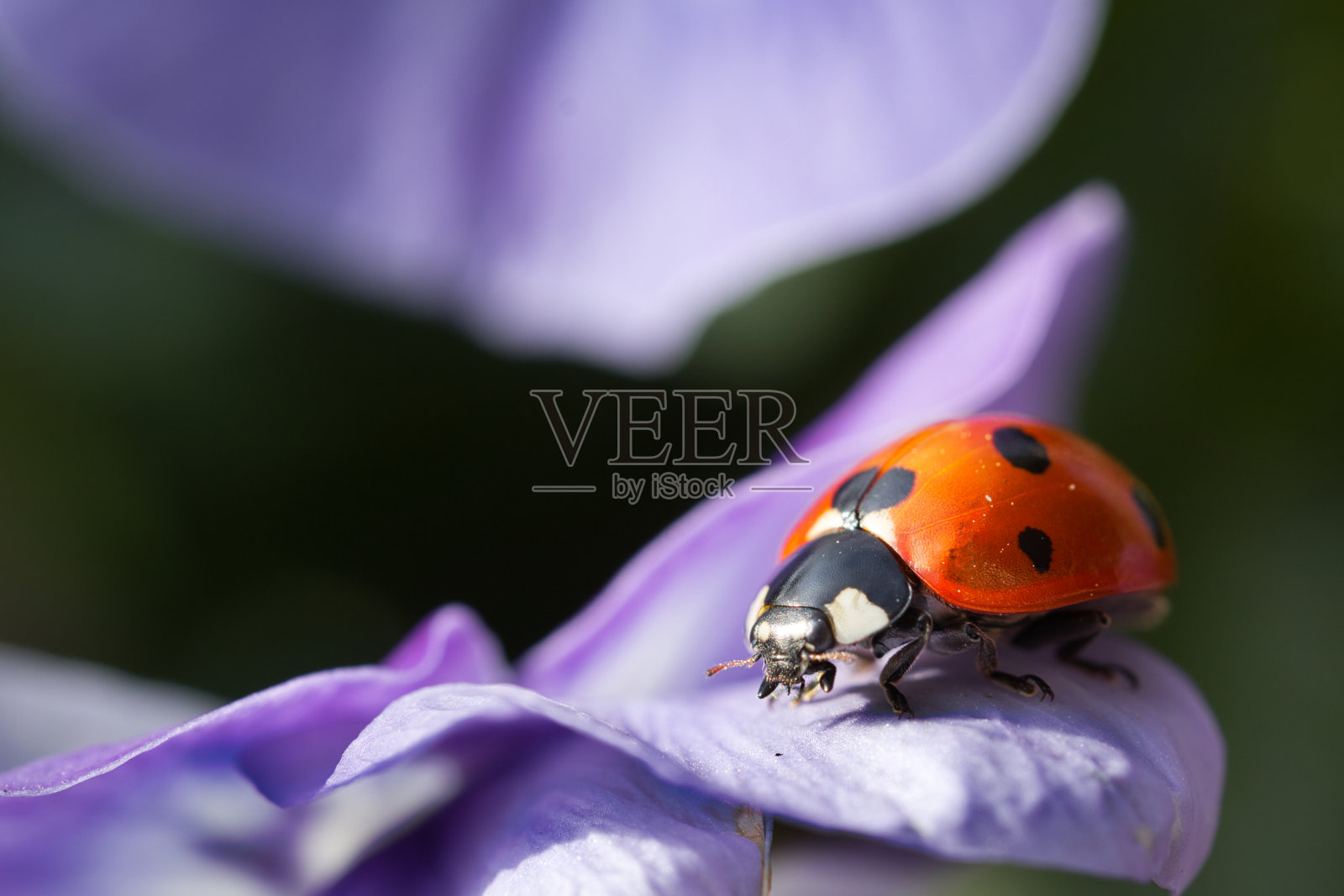 一个近距离的瓢虫在一个粉红色的花瓣与选择焦点对一个模糊的自然背景。照片摄影图片