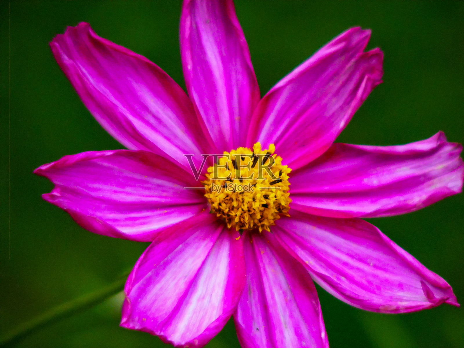 宏观的花照片摄影图片