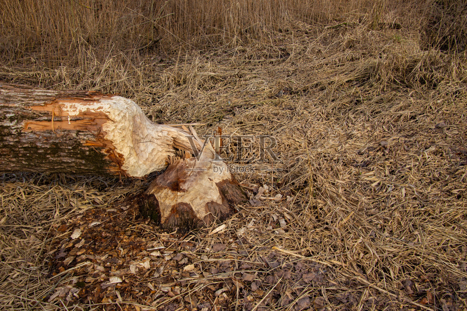 海狸对河边的树干造成的伤害照片摄影图片