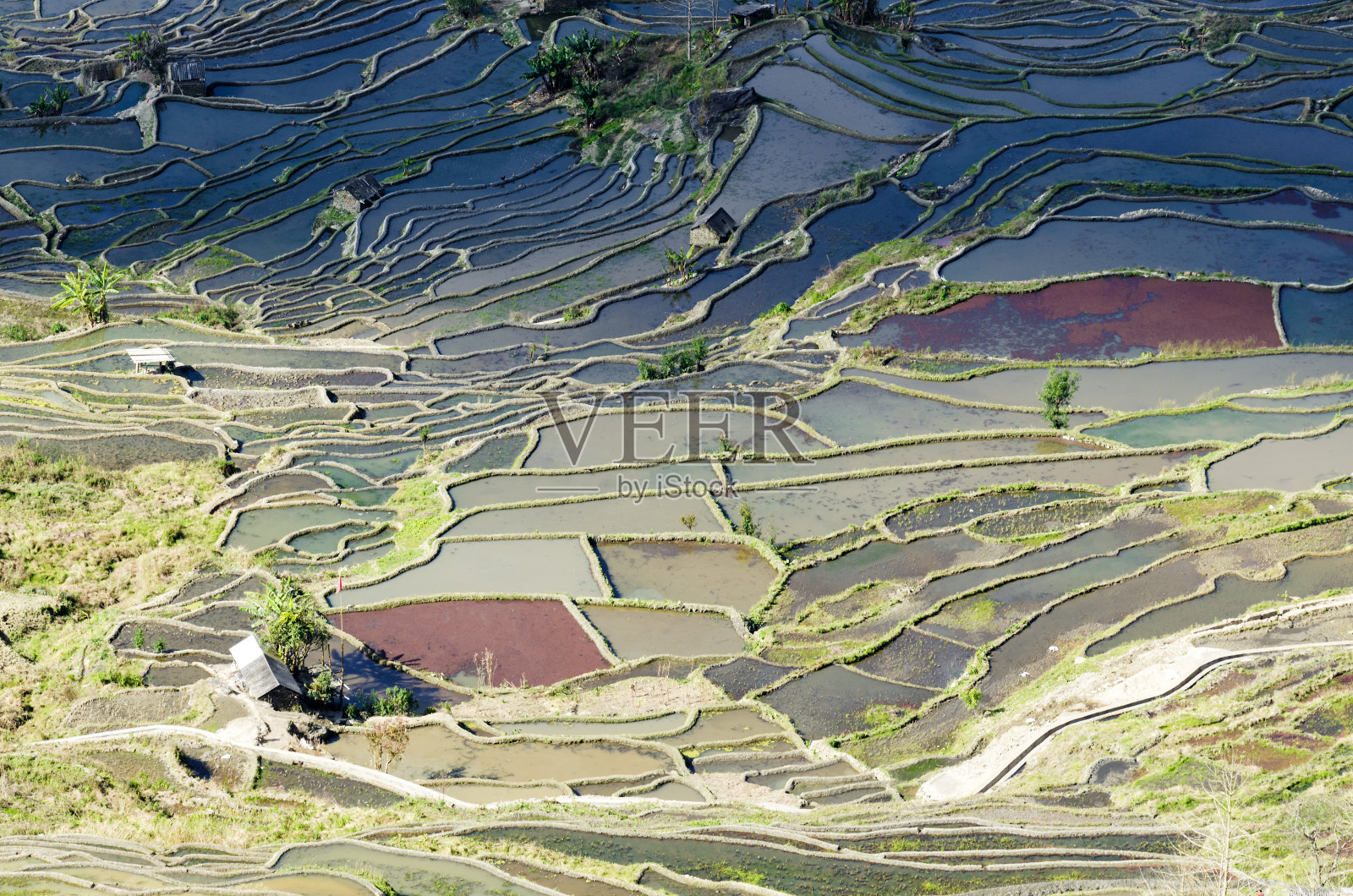 五颜六色的稻田，老虎嘴梯田照片摄影图片