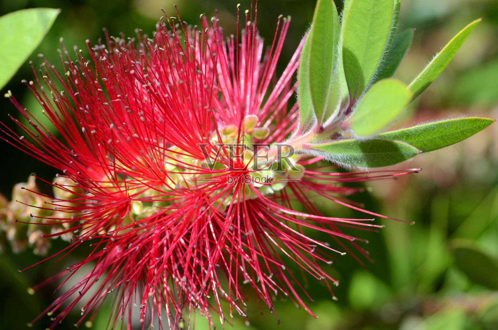 柑橘千层(或柑橘千层)的花，原产于澳大利亚的观赏灌木照片摄影图片
