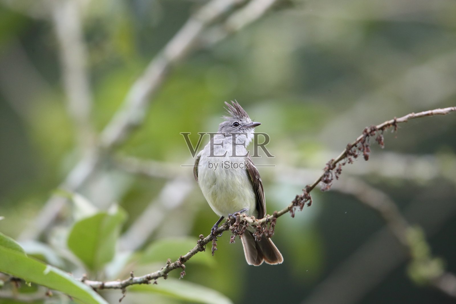 南部无胡须的暴龙(喜口兽已废弃)在厄瓜多尔，南美洲照片摄影图片