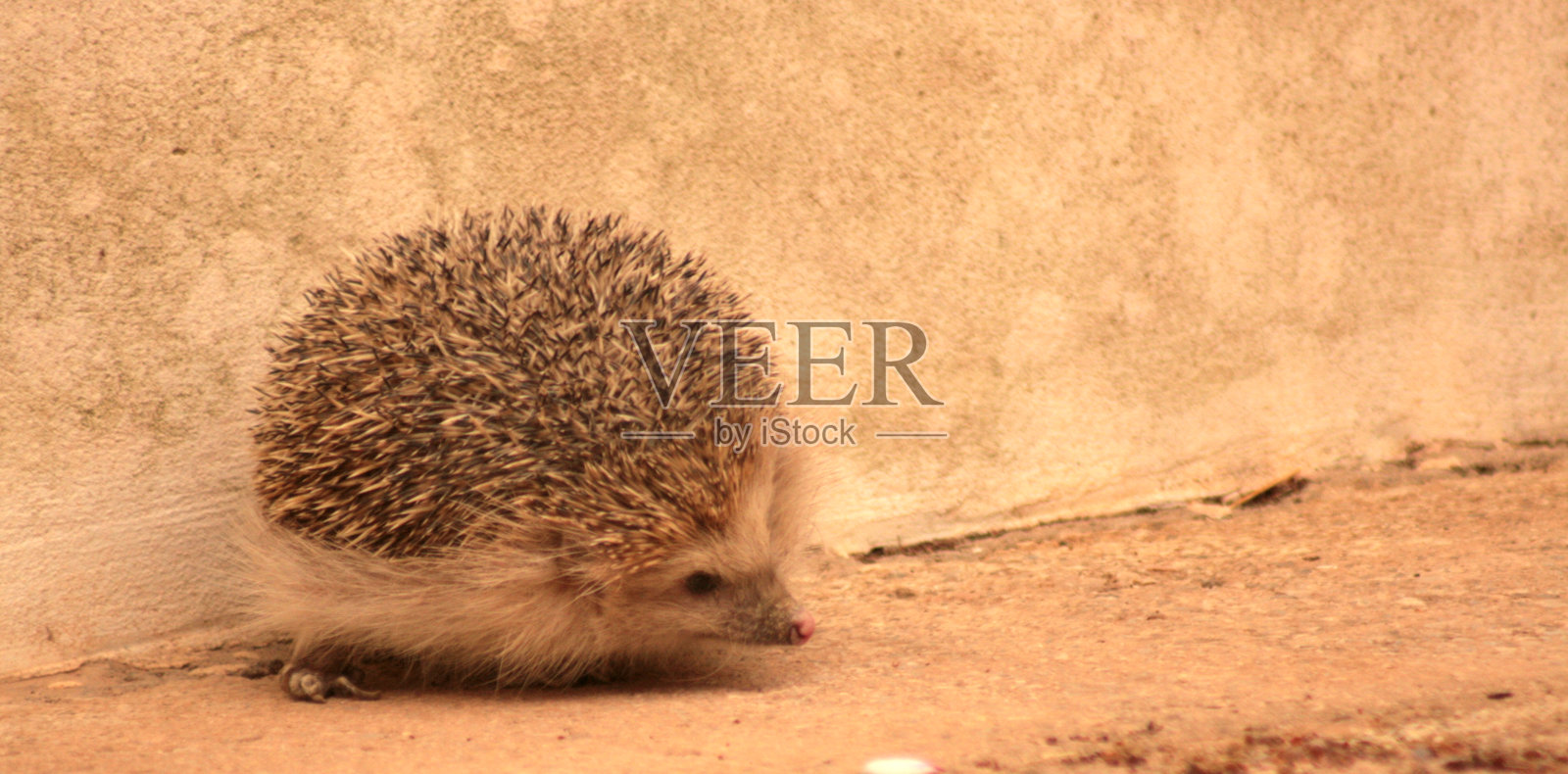 皮波，我的刺猬照片摄影图片