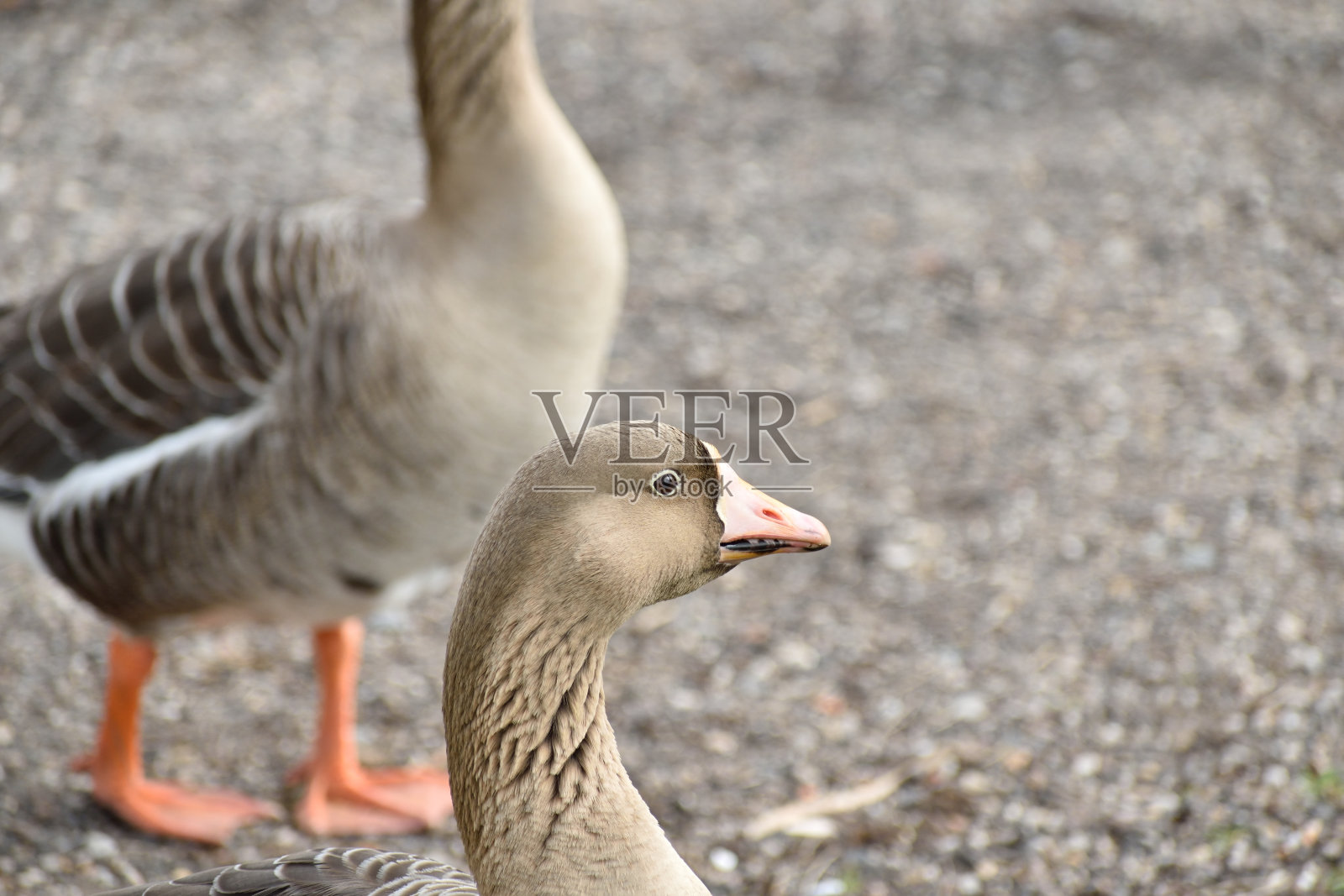 一对美丽的加拿大鹅在河岸上，其中一只的头部有一个特写照片摄影图片