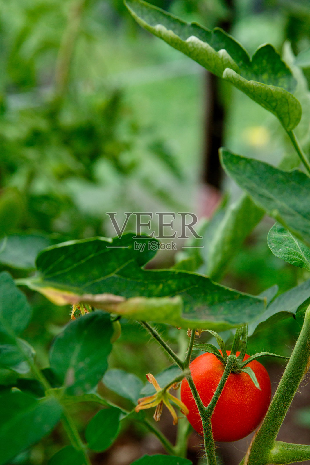 生长在绿叶丛中的红番茄照片摄影图片