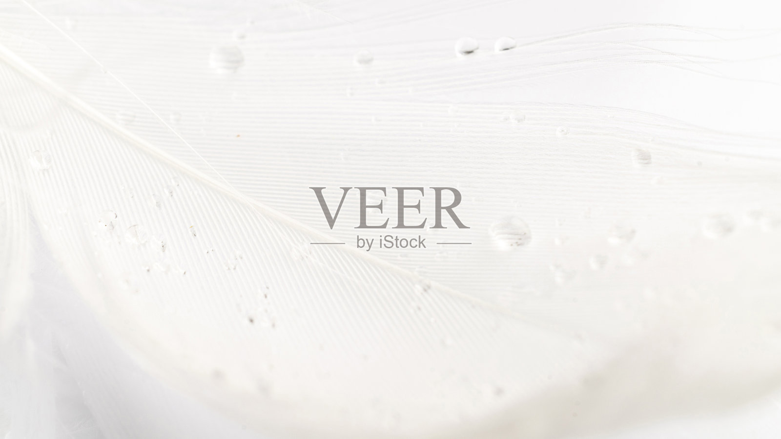 羽毛孤立。微距摄影中白色背景上的抽象鸟类羽毛纹理特写，柔焦。敏感性的概念对自然的反应。照片摄影图片