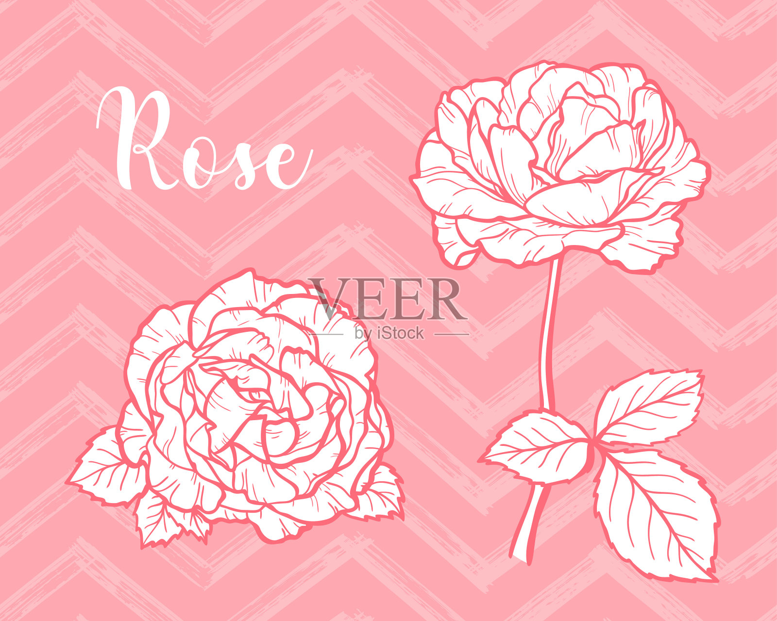 向量花集。手绘玫瑰花枝轮廓素描。美丽的一束夏季花园玫瑰花孤立在白色的背景。插画图片素材