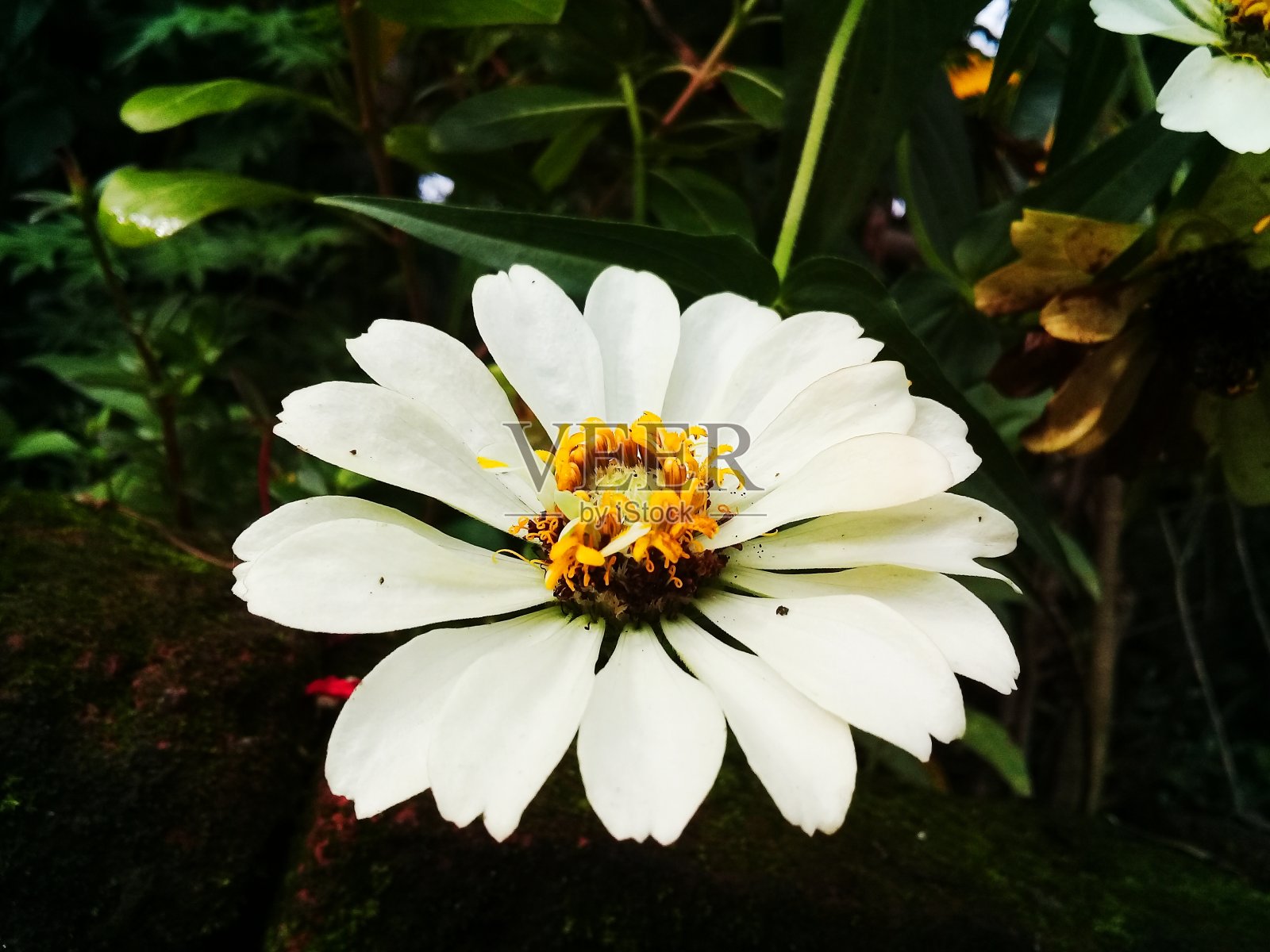 花照片摄影图片