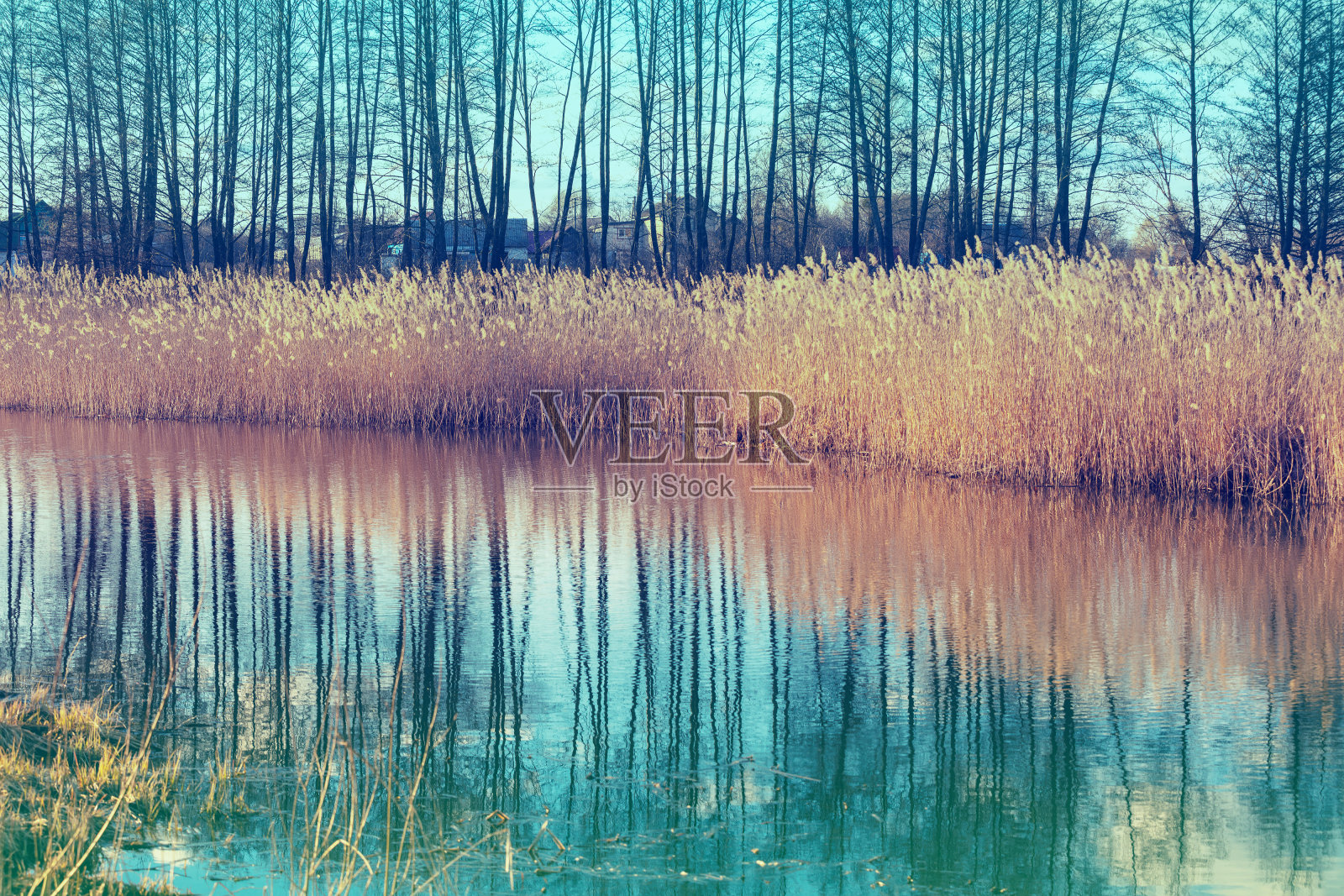 农村景观。河流在早春。美丽的大自然。光秃秃的树木在水中的倒影照片摄影图片